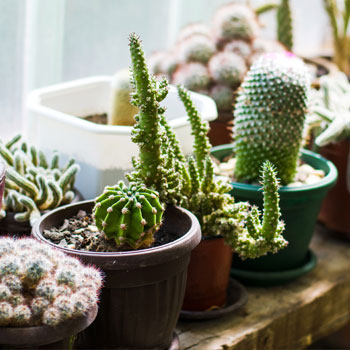 IL CACTUS